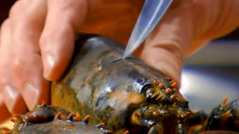 Learn how to properly prepare a Lobster like a boss today!